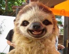 a smiling sloth with long hair and big eyes sitting in front of a person