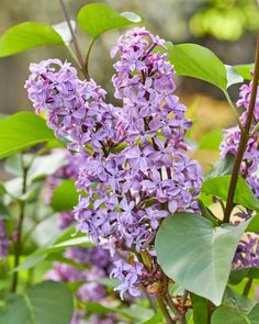 purple flowers are blooming in the garden