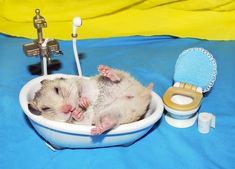 a ferret is sitting in a bowl on a blue blanket next to an electric toothbrush