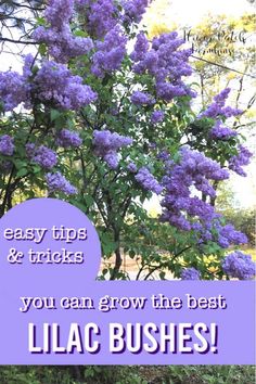 lilac bush with the words easy tips and tricks you can grow the best lilac bushes