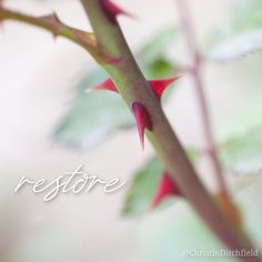 a branch with red flowers on it and the words restore written in white lettering