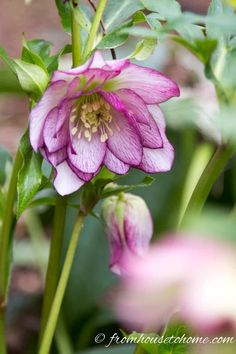 a pink flower with green leaves in the background