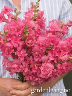 a person holding pink flowers in their hands