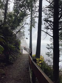 a path in the woods leading to some trees and water on a foggy day