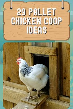 a white chicken standing on top of a wooden window sill with the words 29 pallet chicken coop ideas