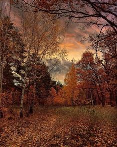 an autumn scene with leaves on the ground and trees in the foreground, under a cloudy sky