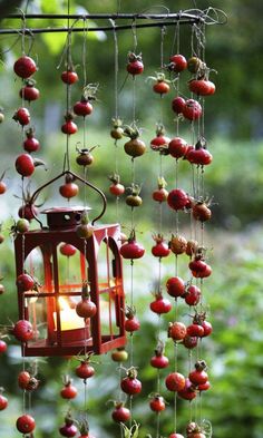 a red lantern hanging from a tree filled with lots of small cherries on it