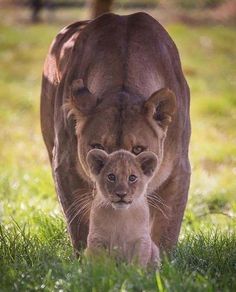 a lion and its cub are walking in the grass near a large animal that is looking at the camera