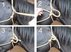 four pictures show how to tie a horse's bridle with rope and knot