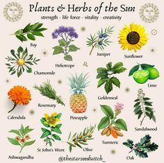 Medicinal Herbs Remedies, Magical Plants, Outdoor Decor Ideas, Magickal Herbs, Sun Worship, Green Witchcraft, Plant Magic, Magic Herbs, Aesthetic Garden