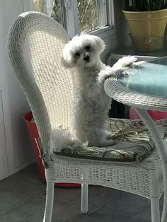 a small white dog sitting on top of a wicker chair next to a table