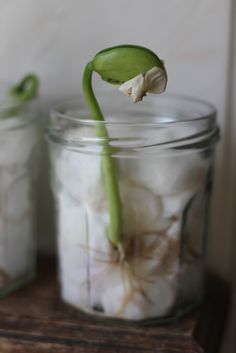 a glass jar filled with white cotton balls and a green plant growing out of it