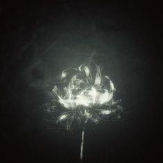 a black and white photo of a flower in the dark with light coming from it