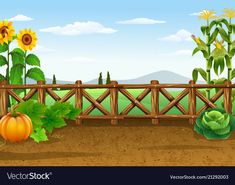 a wooden fence with sunflowers and pumpkins in the ground near it illustration