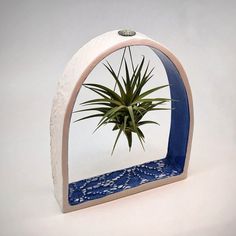 an air plant in a blue and white display case on a white surface with water