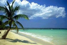 a palm tree sitting on top of a sandy beach next to the ocean with blue sky and clouds