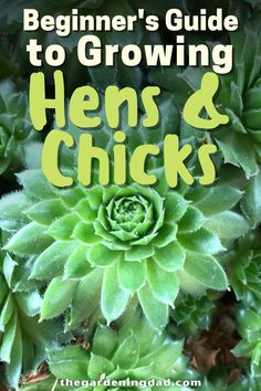 the beginner's guide to growing hens and chicks cover image with text overlay