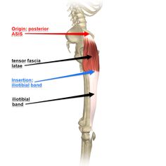 the muscles are labeled in this diagram