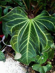 a large green leafy plant sitting on top of a cement floor next to potted plants