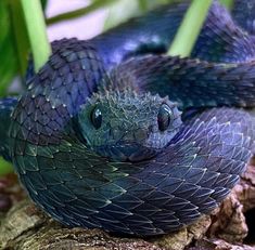 a close up of a blue snake with its mouth open