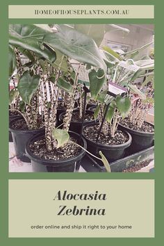 several potted plants with the words alocasia zebra on them in green and white