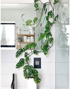 a bathroom with a plant on the wall