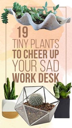 19 Tiny Plants To Cheer Up Your Sad Work Desk Pretty Office Supplies, Pretty Office, Tiny Plants, Work Desk