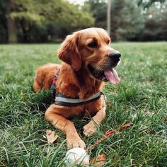 a brown dog laying on top of a lush green field