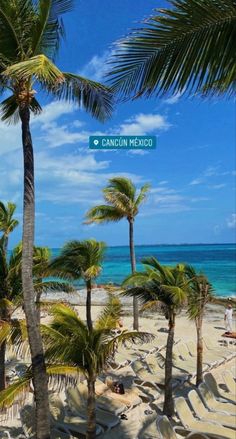 palm trees line the beach in cancun, mexico