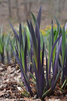 some very pretty purple flowers in the dirt