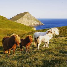 three ponies are standing in the grass near an ocean and hill side with a rock outcropping