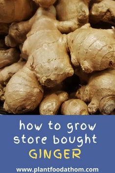 ginger root with the words how to grow store bought ginger