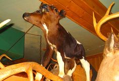 an animal statue is hanging from the ceiling in a room with deer heads and antlers