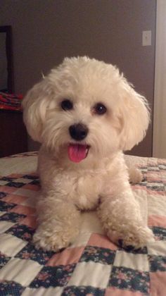 All About Blonde Dog Breeds | Cute & Funny Blonde Dogs Aesthetic Poochon Dog, Cute Dog Beds