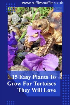 a tortoise eating purple flowers with the words 15 easy plants to grow for tortoises they will love