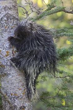 a porcupine climbing up the side of a tree trunk to get food from it