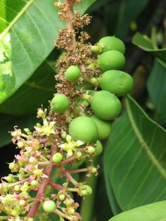 some green fruit is growing on a tree