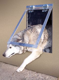 a dog is laying down with its head in an open window on the side of a building