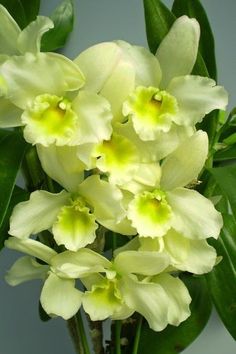 a vase filled with yellow flowers on top of a table