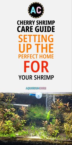 the cherry shrimp care guide setting up the perfect home for your shrimp