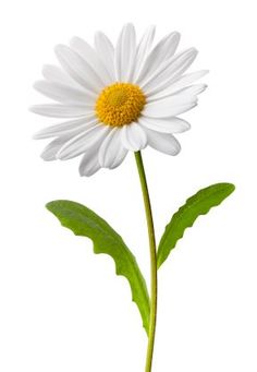 a single white daisy with green leaves on a white background in front of the camera