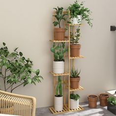 there are many potted plants on the shelves