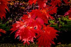 some red leaves are hanging from a tree in front of green grass and trees with purple foliage