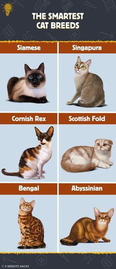 the smartest cat breeds info sheet