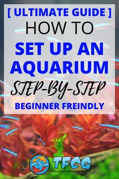 the ultimate guide to how to set up an aquarium step by step for beginners