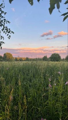 a field with tall grass and trees in the background