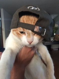 an orange and white cat wearing a hat on top of it's head in a person's hand