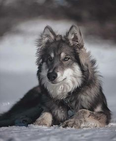 a dog laying down in the snow with it's head turned to the side