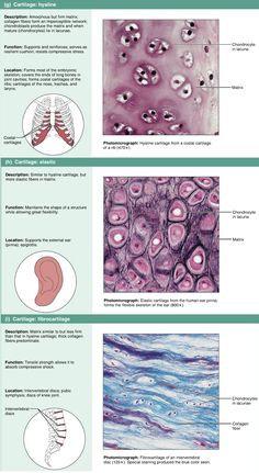 an image of the different types of human body organs and their functions in this diagram