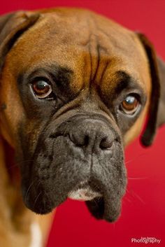 a close up of a dog's face on a red background with its tongue out